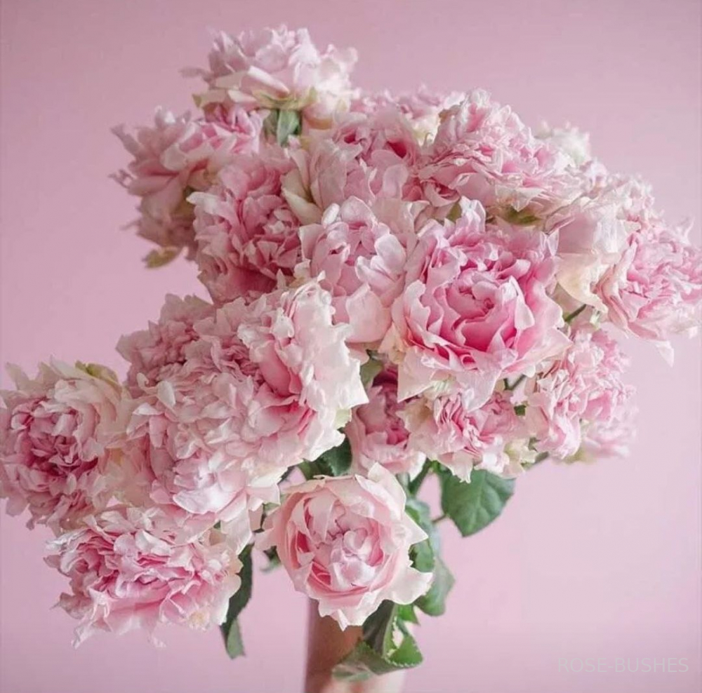 ���� ������. Sweet Ruffles. (�����, ����.) 